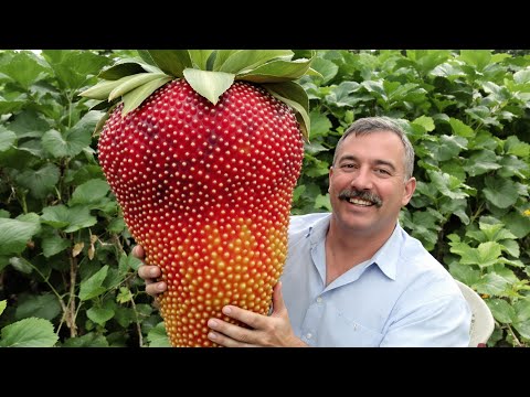 25 Massive and Rare Fruits That Look Totally Unreal!