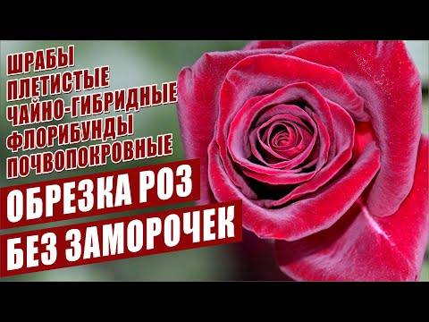 ВАЖНЫЕ ОСОБЕННОСТИ И ПРАВИЛА ОБРЕЗКИ РОЗ. ОСЕННЯЯ ОБРЕЗКА РОЗ.