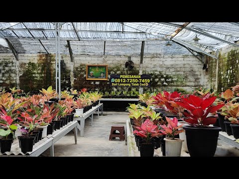 Tanaman Hias aglonema