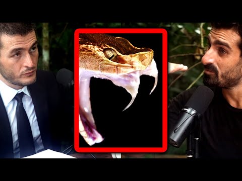 Encounter with deadliest snake in the Amazon jungle | Paul Rosolie and Lex Fridman