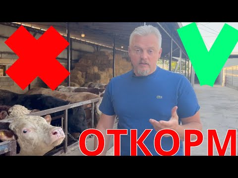 5 common mistakes when fattening bulls that many people make!