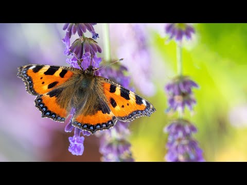 Beautiful Piano Music - Relaxing Music, Study Music, Stress Relief, Sleep Music (Richard)