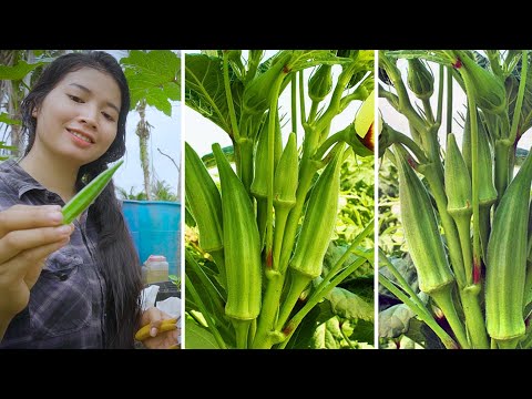 How to grow okra from seeds at home, unexpectedly high yield,planting from seed to harvest