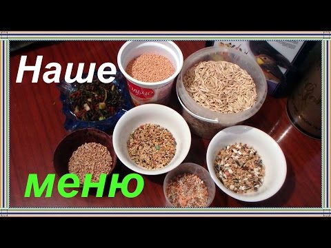 Правильное питание попугая кореллы, рацион полевого воробья.