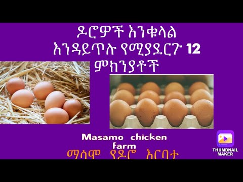 ዶሮዎቼ እንቁላል ለምን አይጥሉም?| ለምን የእንቁላል ምርት ቀነሰ? || 12 ዋና ምክንያቶች || March 12, 2024