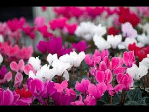 ЦИКЛАМЕН ИЗ МАГАЗИНА. ВЫБЕРЕМ И ВЫХОДИМ