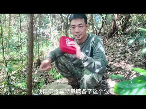 24年的第一标，小蜜蜂遭虎头蜂迫害，子威上山寻蜂遇早期难得“大强群”