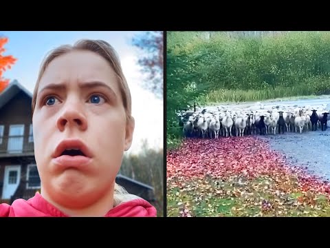 Sheep Are Fighting Back