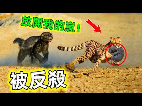 平頭哥對決名場面｜毒蛇當辣條鱷魚當點心，獅群見它都得繞路走#蜜獾 #蜜獾對決名場面 #平頭哥 #蜜獾對決 #動物科普 #動物解說 #世界之最 #王宇觀地球