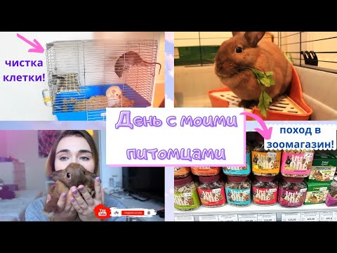 ОДИН ДЕНЬ ИЗ ЖИЗНИ МОИХ ЖИВОТНЫХ! / ЗАВТРАК ДЛЯ КРЫС И КРОЛИКА! / ПОХОД В ЗООМАГАЗИН! / ЗООПОКУПКИ!