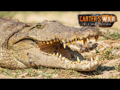 Hunting Man-Eating Crocodiles in The Zambesi River | Carter's WAR