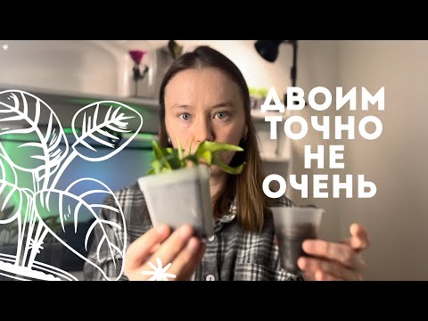 Обзор 25+ растений, кому плохо в моей коллекции?