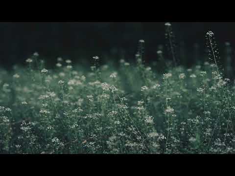 Playlist l 봄을 맞이하는 꿈을 꾸고 있었다