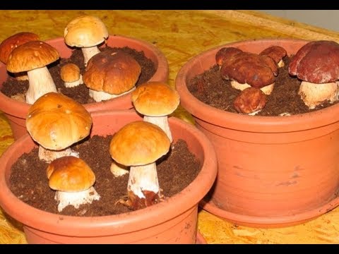 How to grow a lot of porcini mushrooms at home on a windowsill