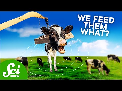 The 16 Most Asked Questions About Magnets