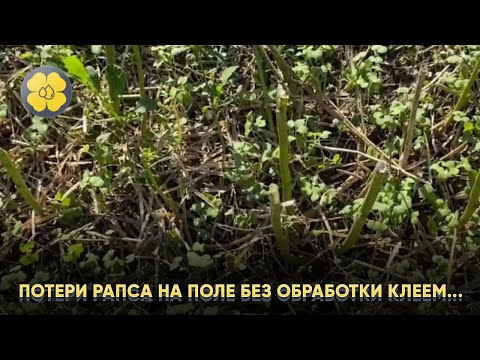 Потери рапса на поле без обработки клеем...