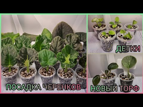 Посадка черенков. Отсадка и рассадка деток фиалок.