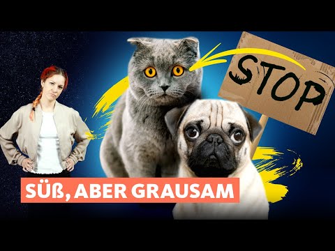 Hunde & Katzen: So machen Züchter unsere Tiere krank! | Quarks