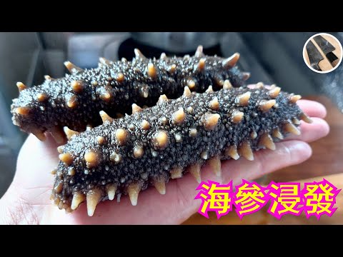 【海參浸發】6天拍攝浸發過程變化丨爽彈控制丨浸發不壞水丨刺參點樣揀丨一次過話你知丨賀年菜丨How to prepare sea cucumber