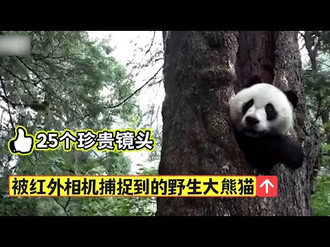 被“偷拍”的野生大熊猫：隐藏在横断山脉中，被红外相机捕捉到的野生熊猫们，他们是这样谈恋爱、带娃的。