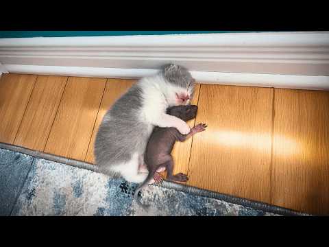 The motherless baby squirrel grew up happily with her kitten siblings under the mother cat's care.