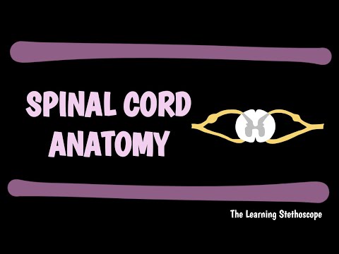 Spinal Cord Explained | Neurology | The Learning Stethoscope