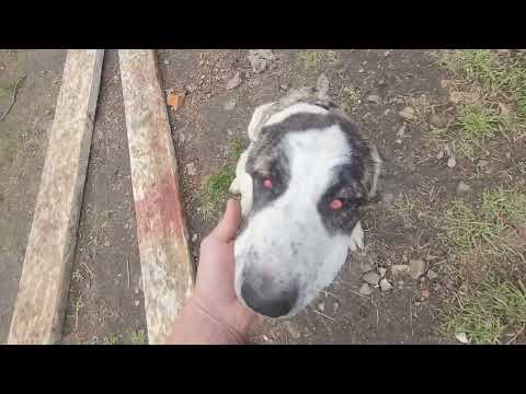 #алабай #сао 🐕 Собачьи бои 🦴