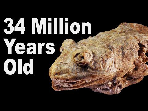 5 Prehistoric Animals Found As Mummies