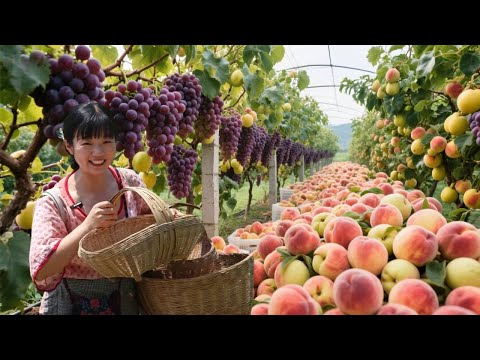 Today I went to Uncle Chen's orchard to pick fruits and then sell them in the city. There were so m