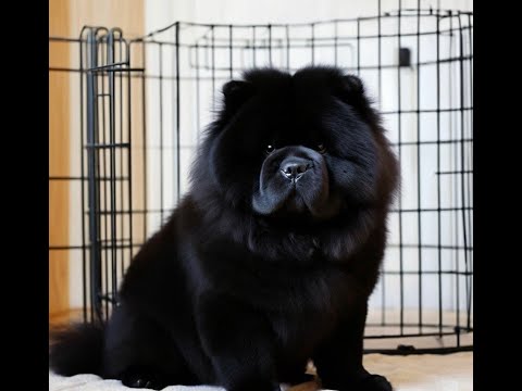 Как приучить собаку к клетке (один из способов)