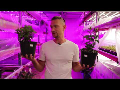 Удобрение Осмокот. Как не угробить растения? Подробная инструкция по применению.