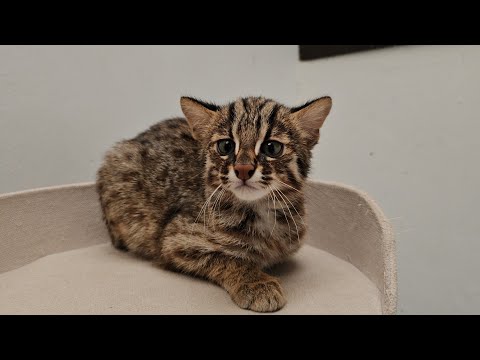 아기 삵을 구조했는데 사연들이 기가막히네요..천연기념물부터 보호종까지..ㅠㅠ