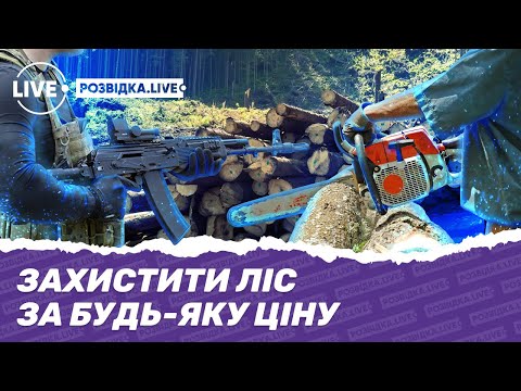 Лісові махінації: реалії боротьби за лісові угіддя України — Розвідка.LIVЕ