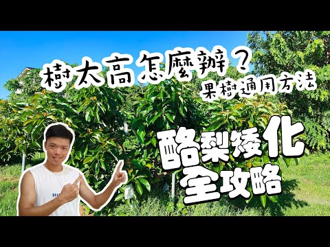酪梨矮化修剪拉枝教學 | 果樹太高怎麼辦 | 紅龍兄有賣酪梨 | avocado