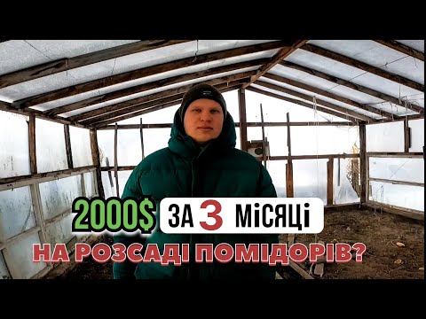 ЦЕ ЛЕГКО?...Вирощування розсади ПОМІДОРІВ на ПРОДАЖ...Розсада помідорів,як БІЗНЕС-ІДЕЯ