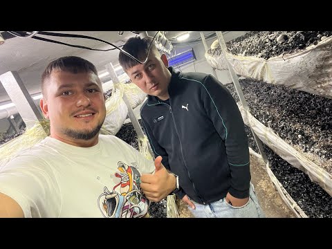 ГРИБЫ ТАШКЕНТА. УЗБЕКИСТАН. ГРИБОВОД КИРИЛЛ И ЕГО БИЗНЕС.