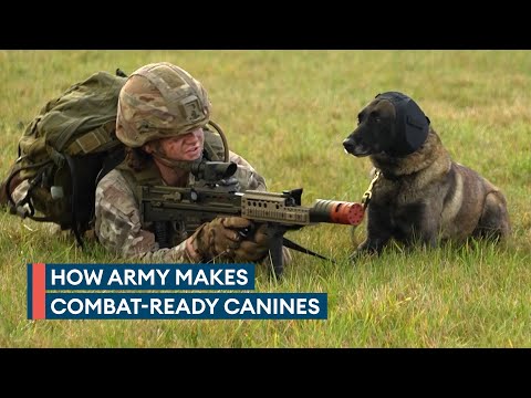 New combat tech for military working dogs to withstand battlefield noise
