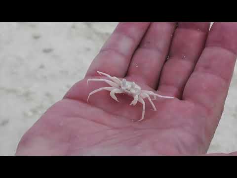 Тинаду, Мальдивы