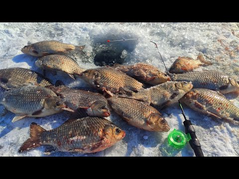 КІЛОГРАМОВІ КАРАСІ на КИВОК, ЦЕ КАЙФ!!! 🐟 Рибалка на карася.🎣 Боковий Кивок.