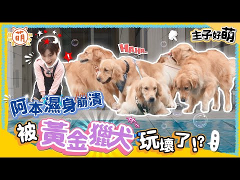 阿本 初登場就濕身？ 被黃金獵犬 玩到哭出來！？【 主子好萌 】 萌寵明星粗乃玩 @haveapetday