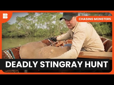 Venomous Stingray Encounter - Chasing Monsters - S02 EP08 - Nature & Adventure Documentary