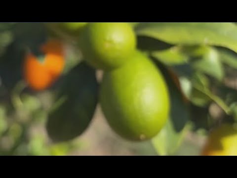 Kumquats in season in Dade City Fl.