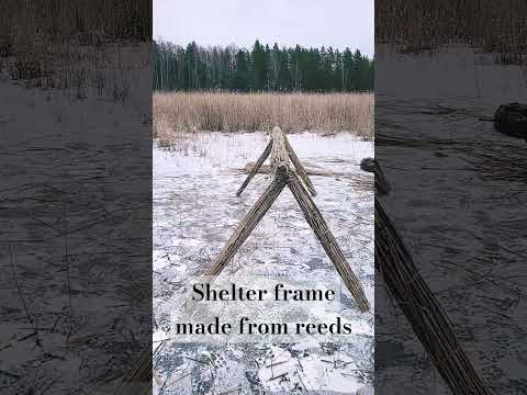 Shelter frame I made from reeds