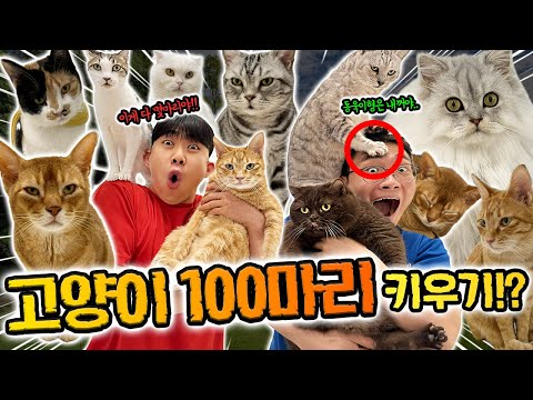 슈뻘맨이 고양이 100마리 키우면 생기는일?! 새로운 가족?!