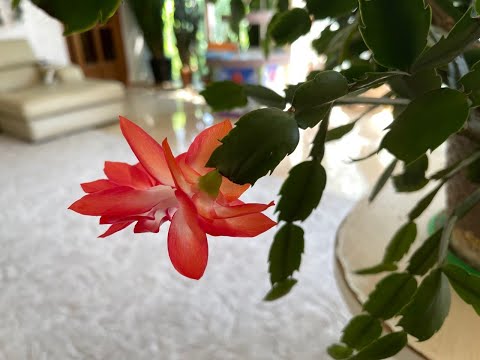 Pruning and replanting Zygocactus (Decembrist) after flowering.
