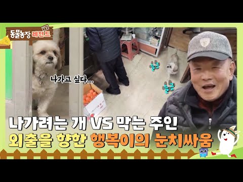 [TV 동물농장 레전드/SUB] 😆바깥세상은 너무 재밌어! 확신의 인싸, 행복이의 외출을 위한 눈치싸움🙄 #TV동물농장 #AnimalFarm #SBSstory