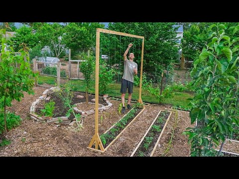 How to Build a Tomato Trellis Using Only ONE PIECE of WOOD, CHEAP and EASY Backyard Gardening