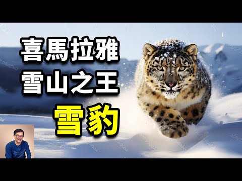 What you should know about snow leopards。#animal #cat #bigcat  #snowleopard