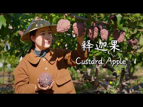 Custard apple—shaped like a Buddha’s head, sweet as honey. Perfect for the Lantern Festival.【滇西小哥】