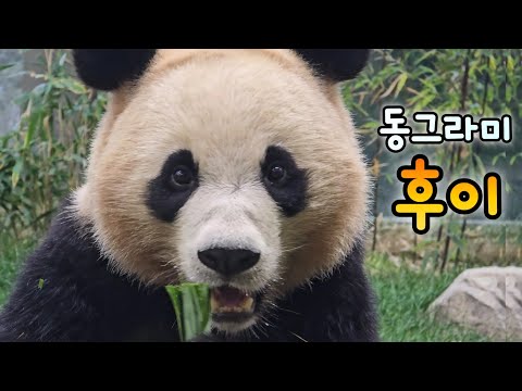 동글동글해져 가는 동그라미 후이 팬미팅도 했어요💓25.12.19 Ruibao Huibao 